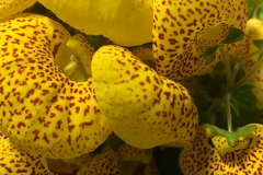 pillow-flowers