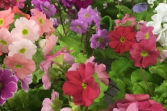 primrose