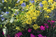 summer-flowers
