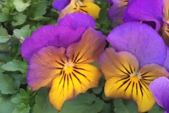 violas