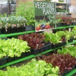 vegetable-plants