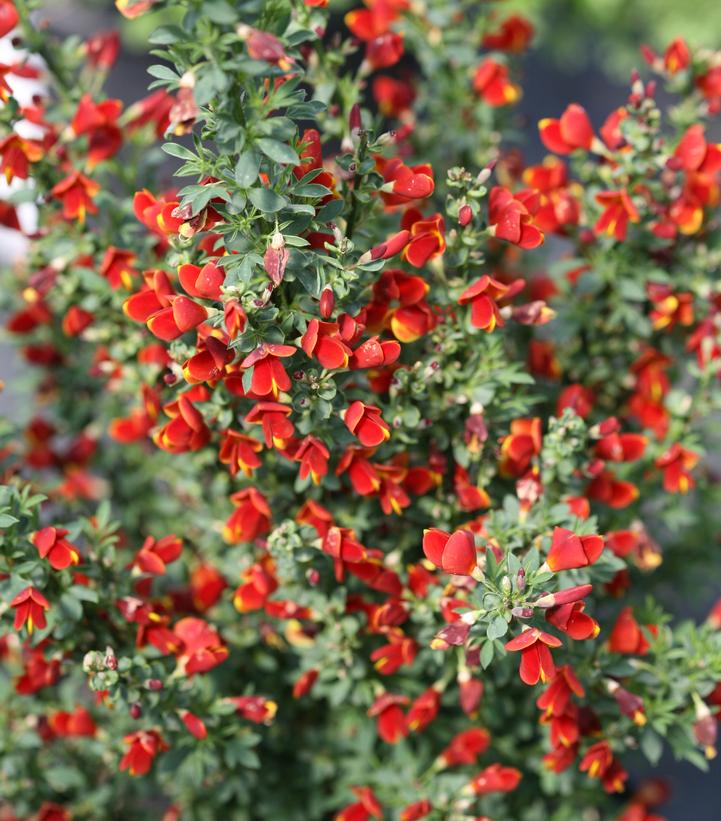 CYTISUS `SISTER REDHEAD` | Cropley's Garden Center