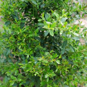 ILEX GLABRA `SQUEEZE BOX`