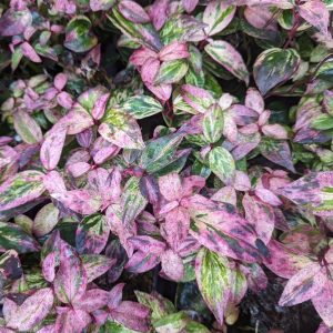 LEUCOTHOE FONTANESIANA `PAISLEY PUP`