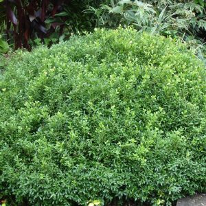 BUXUS NEWGEN `LIBERTY BELLE`