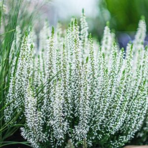 CALLUNA VULGARIS BEAUTY LADIES - WHITE