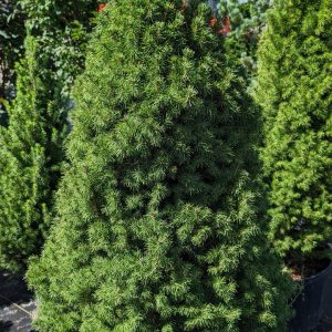 PICEA GLAUCA `CONICA`