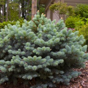 PICEA PUNGENS `GLAUCA GLOBOSA`