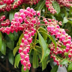 PIERIS JAPONICA `PASSION`