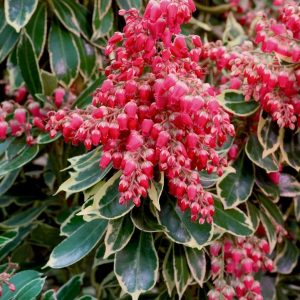 PIERIS JAPONICA `PASSION FROST`