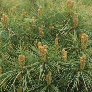 PINUS STROBUS `SOFT TOUCH`