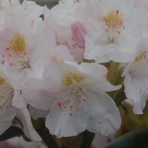 RHODODENDRON CAT. `ALBUM`