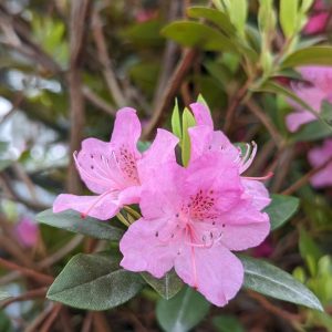 RHODODENDRON X `OLGA MEZITT`