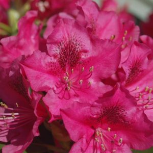 RHODODENDRON CAT. `NOVA ZEMBLA`