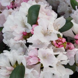 RHODODENDRON YAK. `PRINCESS`