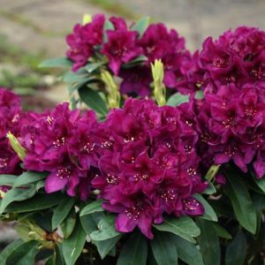 RHODODENDRON `POLAR NIGHT`