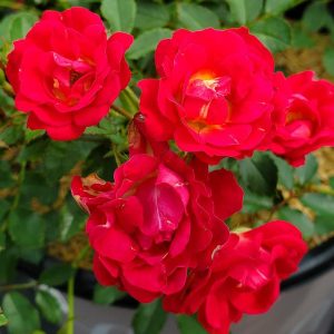 ROSA `DRIFT RED`