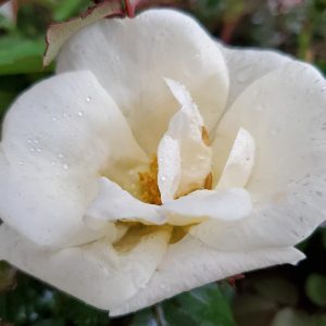 ROSA `WHITE KNOCK OUT`