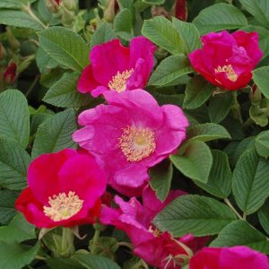 ROSA RUGOSA