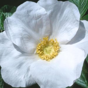 ROSA RUGOSA `ALBA`