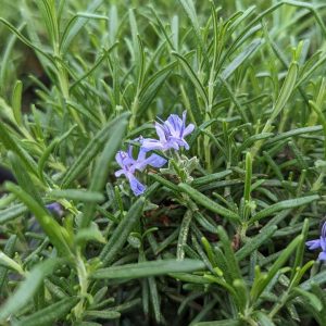 ROSMARINUS `BLUE SPIRE`