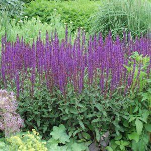 SALVIA NEMOROSA `CARADONNA`