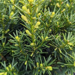 TAXUS CUSPIDATA `DENSIFORMIS`