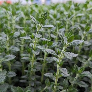 TEUCRIUM CHAMAEDRYS - GERMANDER