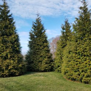 THUJA X `GREEN GIANT`