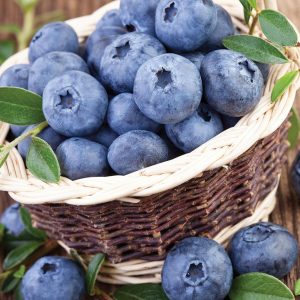 VACCINIUM CORYMBOSUM `NORTHLAND`