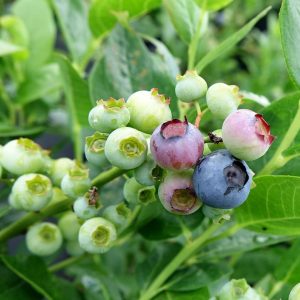 VACCINIUM CORYMBOSUM `POLARIS`