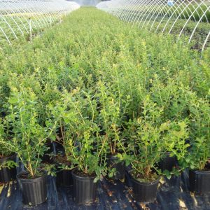 VACCINIUM CORYMBOSUM `BLUE RAY`