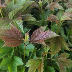 VIBURNUM TRILOBUM `BAILEY`S COMPACTUM`