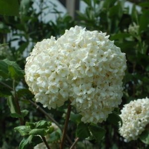 VIBURNUM CARLESII