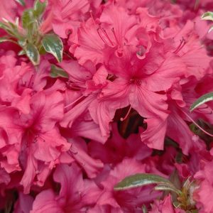 AZALEA `ARCTIC ROSE`