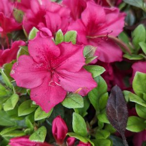 AZALEA `BIXBY`