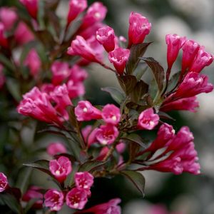 WEIGELA `WINE & ROSES`