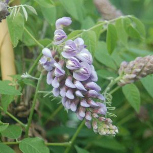 WISTERIA FRUTESCENS `AMETHYST FALLS`