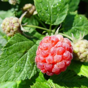 RUBUS `RASPBERRY SHORTCAKE` (RED)