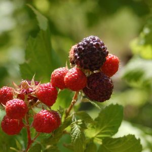 RUBUS OCCIDENTALIS `JEWEL` (BLACK)