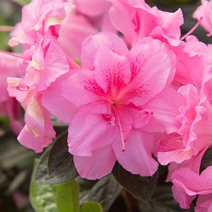 AZALEA ENCORE `AUTUMN CARNATION`