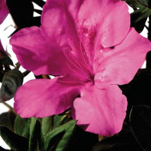 AZALEA ENCORE `AUTUMN SANGRIA`