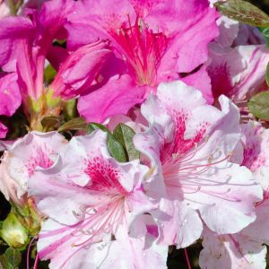 AZALEA ENCORE `AUTUMN TWIST`