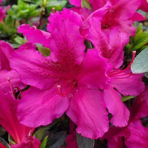 AZALEA `GIRARD`S FUCHSIA`