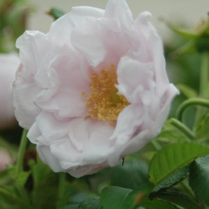 ROSA X `SNOW PAVEMENT`