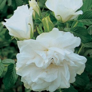 ROSA `BLANC DOUBLE DE COUBERT`