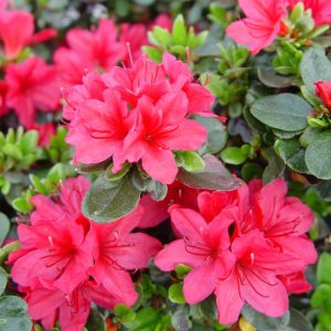 AZALEA `HINO CRIMSON`
