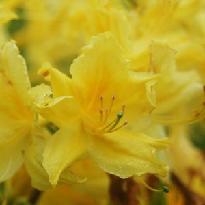 AZALEA `LEMON LIGHTS`