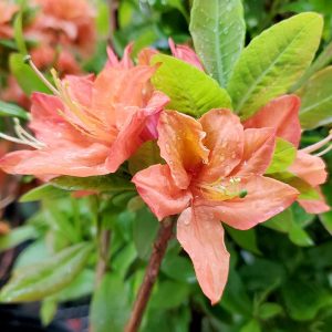 AZALEA `MANDARIN LIGHTS`