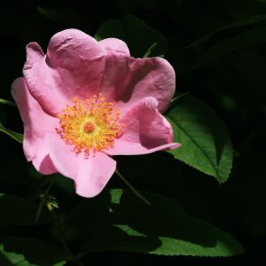 ROSA VIRGINIANA